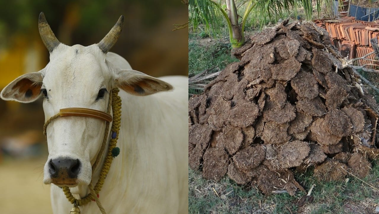 Cow Dung Cake ( Piece of 45 )