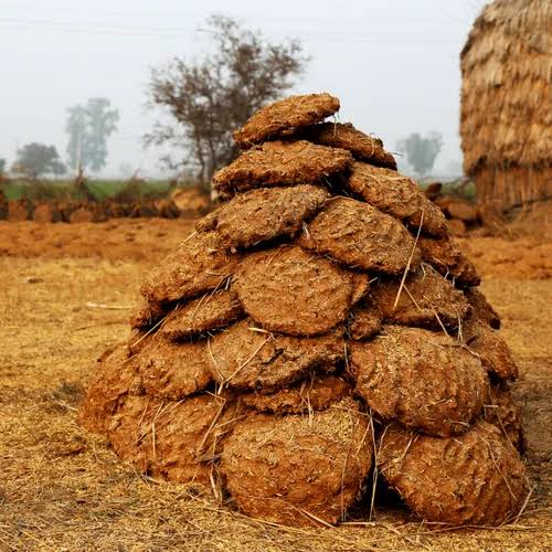 Cow Dung Cake ( Piece of 45 )